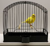 Fife Fancy Canary